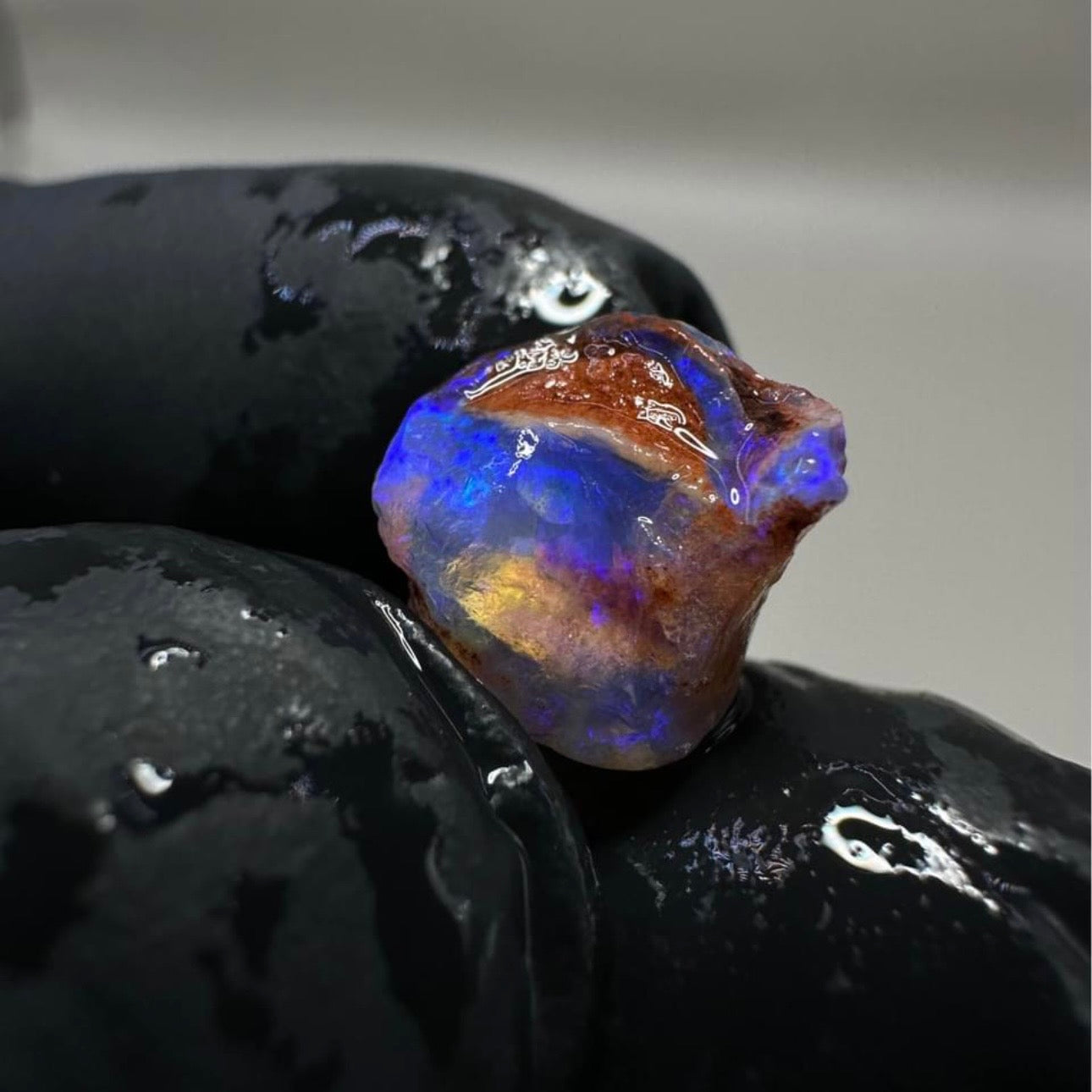 Opalised Gastropod Snail From Coober Pedy, Australia