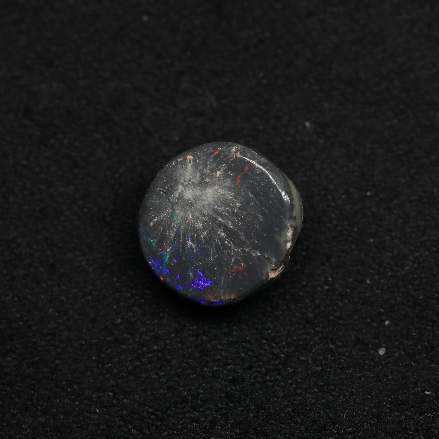 Opalised Wood Fossil From Lightning Ridge, Australia