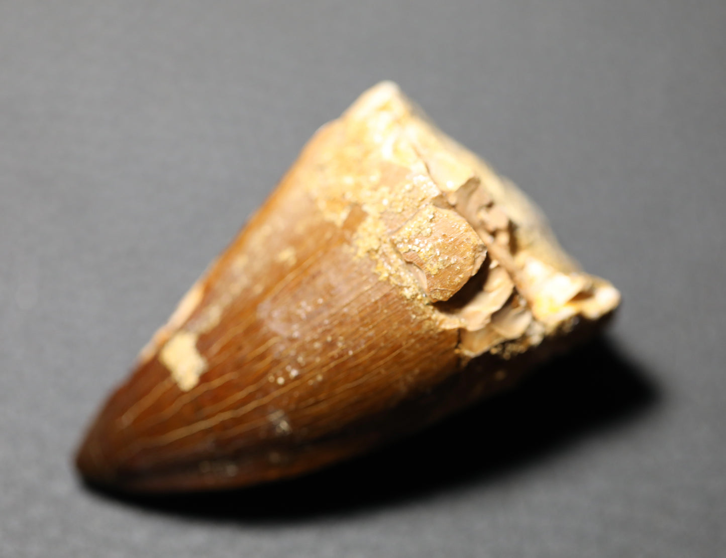 Mosasaurus Teeth Fossil