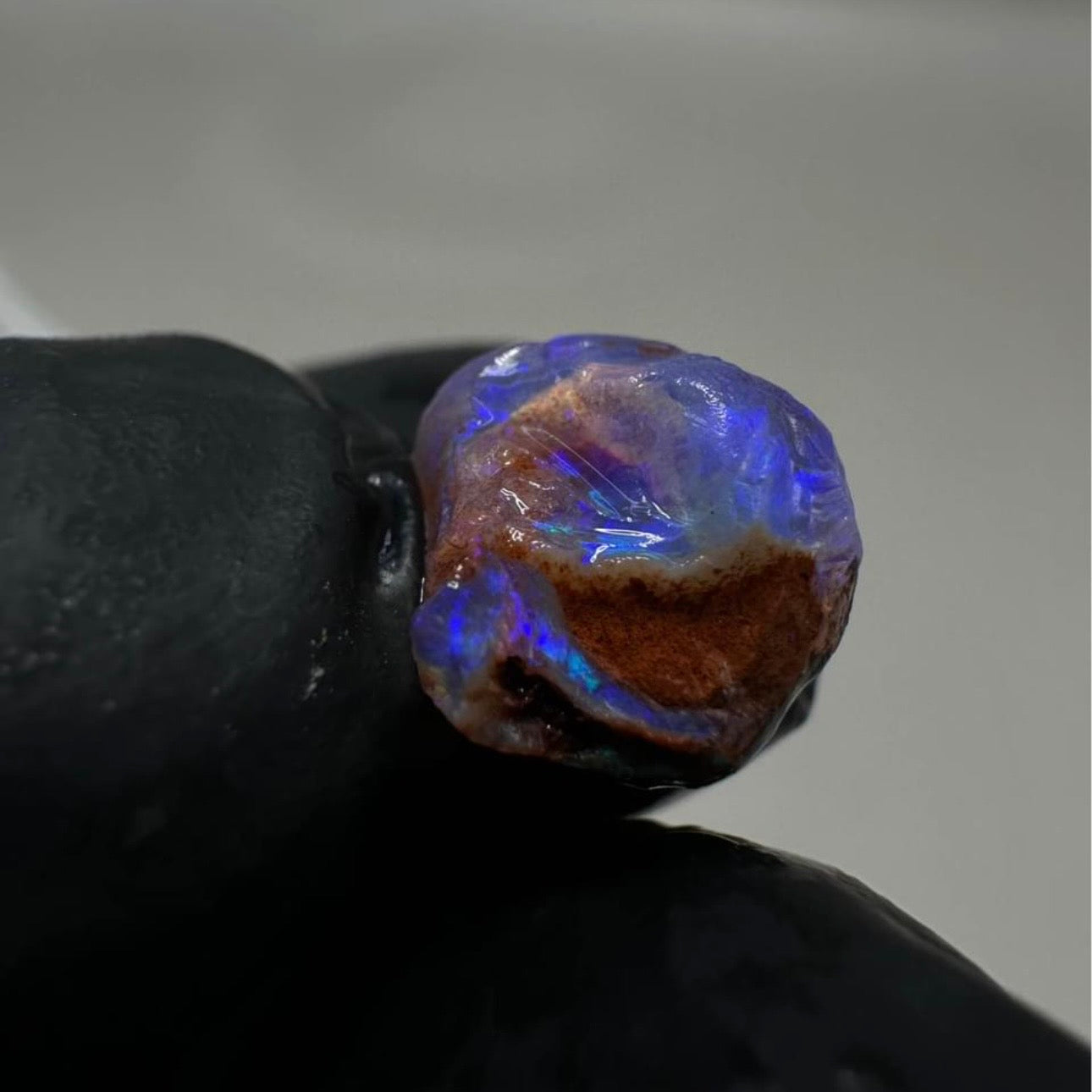 Opalised Gastropod Snail From Coober Pedy, Australia