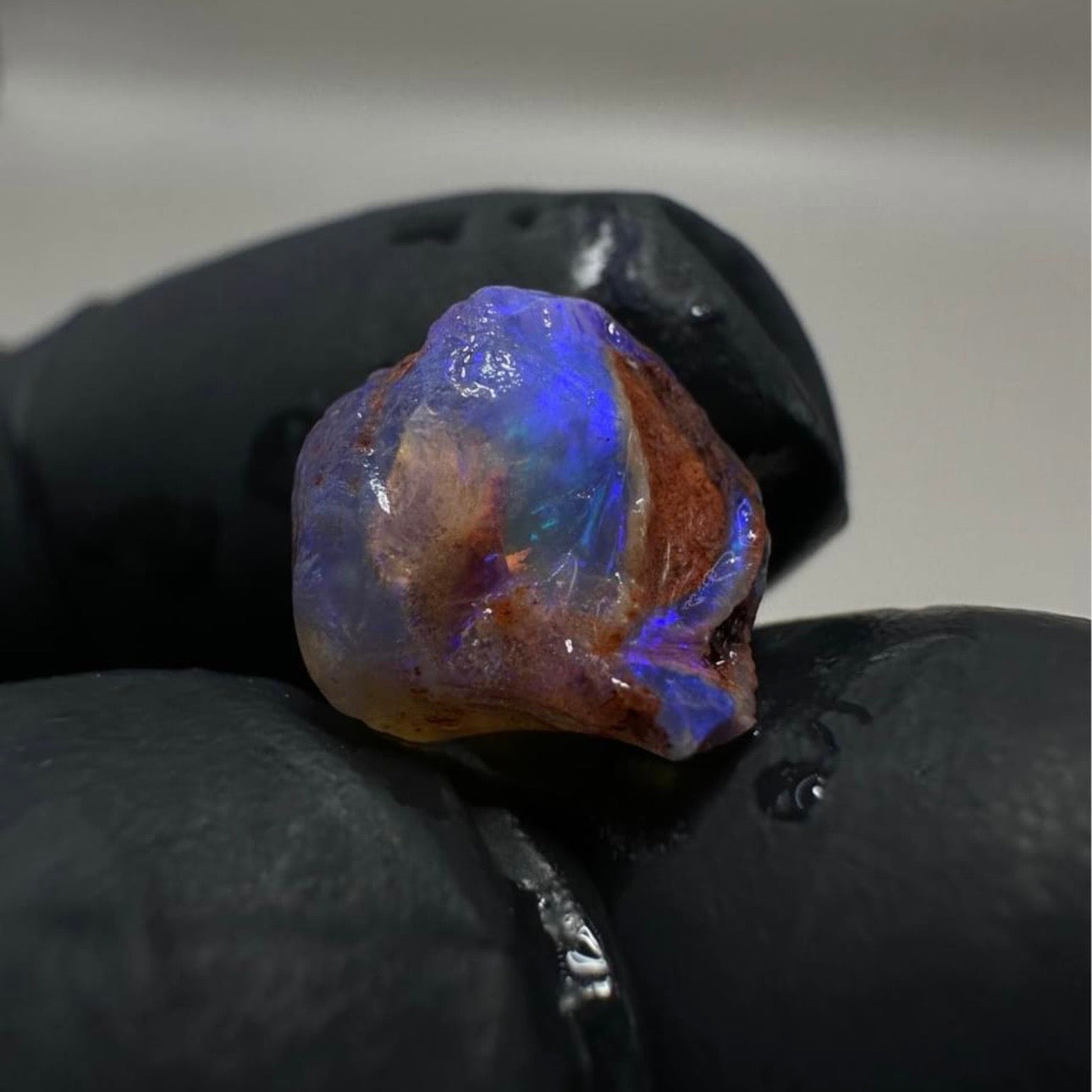 Opalised Gastropod Snail From Coober Pedy, Australia