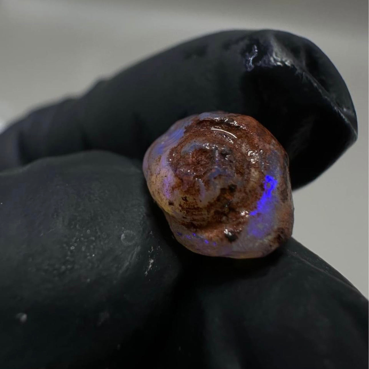 Opalised Gastropod Snail From Coober Pedy, Australia