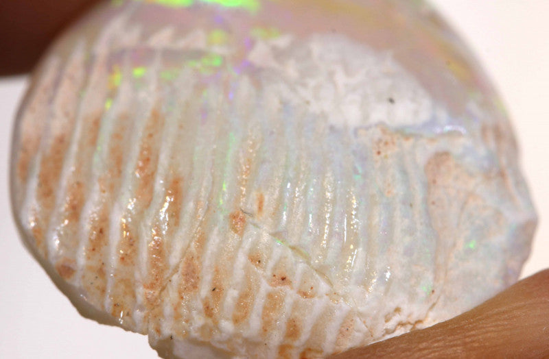 Opalised Clam Shell Fossil from Lightning Ridge, Australia