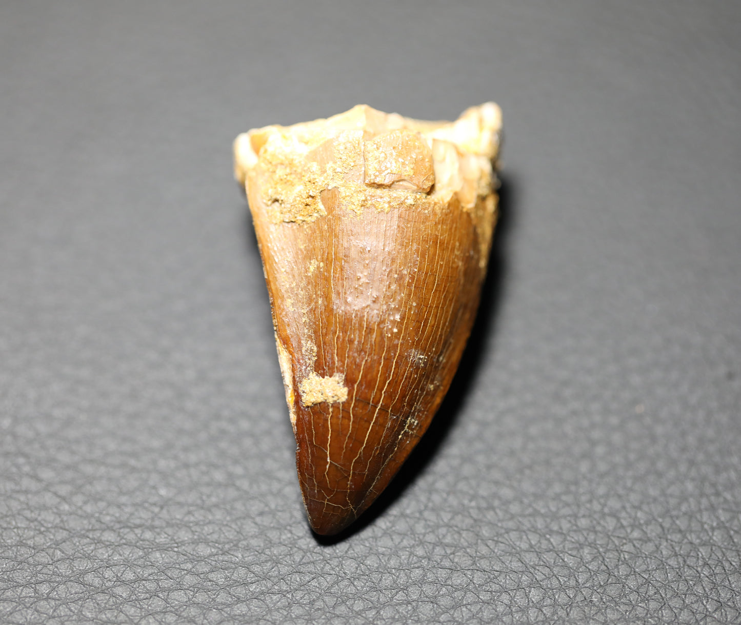 Mosasaurus Teeth Fossil