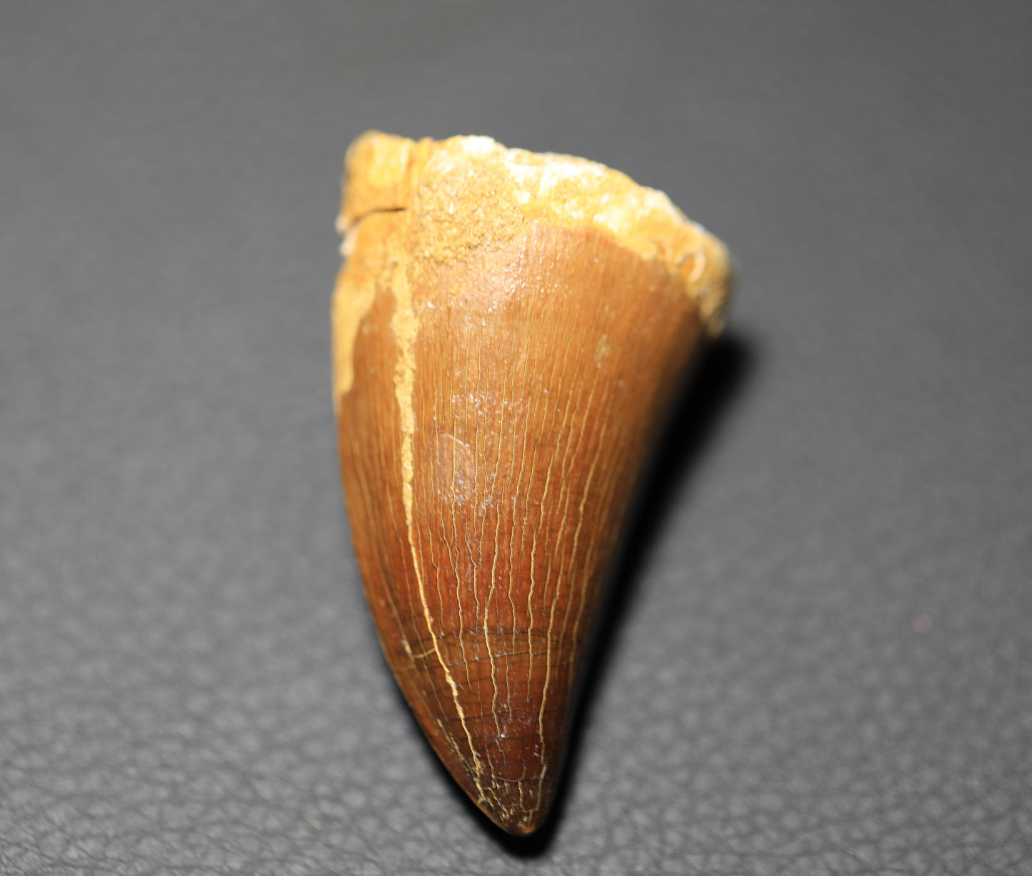 Mosasaurus Teeth Fossil