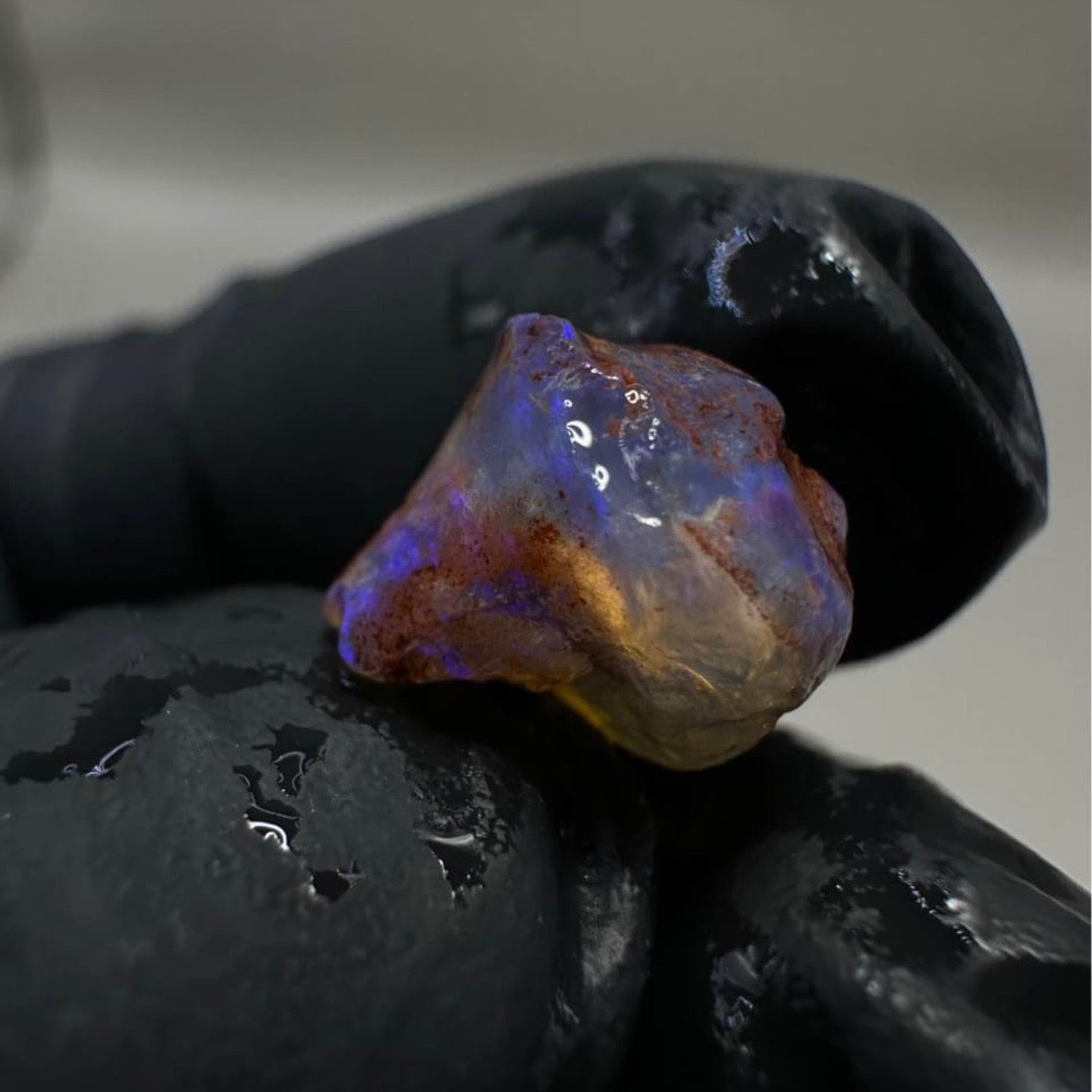 Opalised Gastropod Snail From Coober Pedy, Australia
