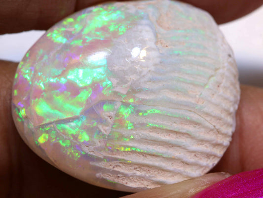 Opalised Clam Shell Fossil from Lightning Ridge, Australia