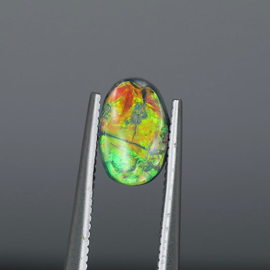 Black Opalized Plant Fossil From Lightning Ridge, Australia