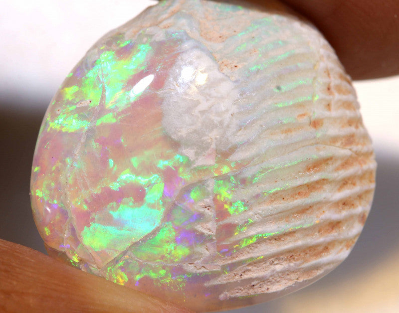 Opalised Clam Shell Fossil from Lightning Ridge, Australia
