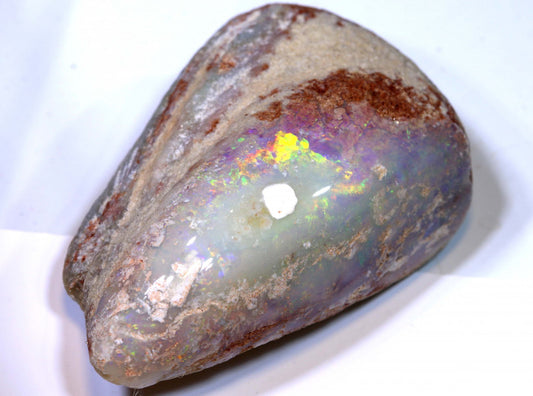 Opalised Mussel Bi-Valve Fossil from Lightning Ridge, Australia