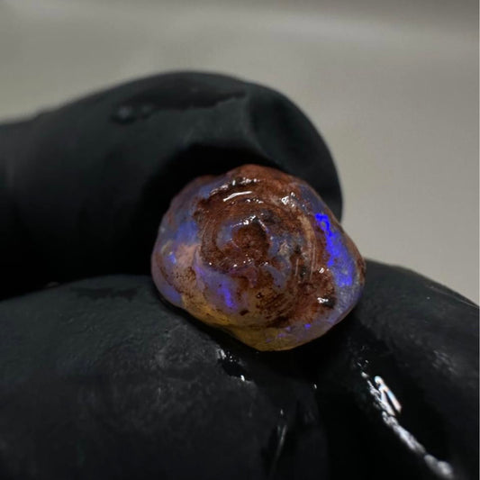 Opalised Gastropod Snail From Coober Pedy, Australia