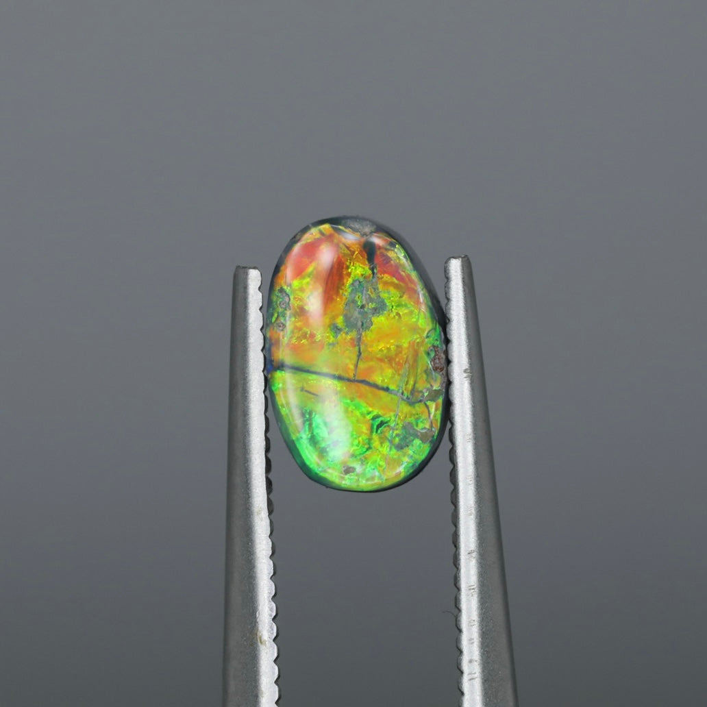 Black Opalized Plant Fossil From Lightning Ridge, Australia