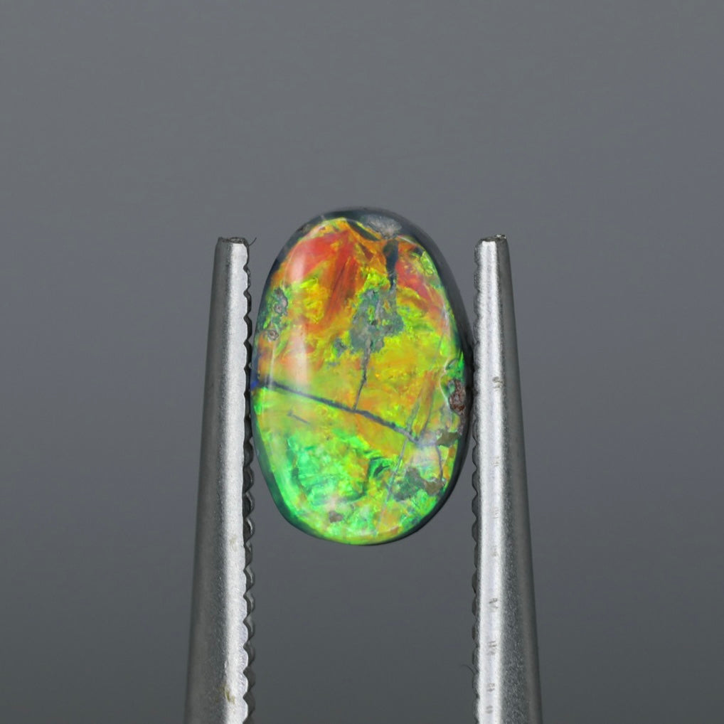 Black Opalized Plant Fossil From Lightning Ridge, Australia