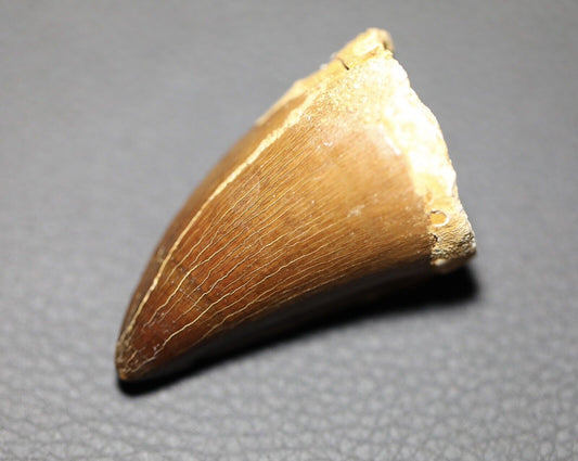 Mosasaurus Teeth Fossil